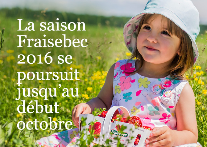 La saison Fraisebec 2016 se poursuit jusqu’au début octobre