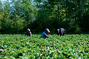 Cueillette de fraises dans le champ