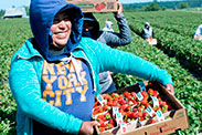 Cueilleuse de fraises avec un panier