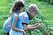 Deux enfants cueilleures de fraises