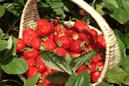 Panier de fraises