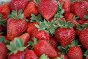 Délicieuses fraises