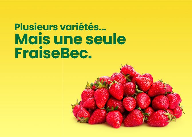Pub bandeau Fraisebec